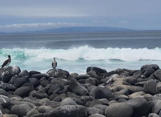 ecuador/puerto-ayora/attraction/north-seymour-island