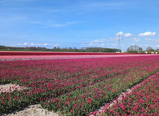netherlands/bollenstreek/attraction/naturalis-biodiversity-center