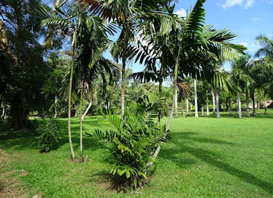 fiji/lau-islands/attraction/lautoka-botanical-gardens