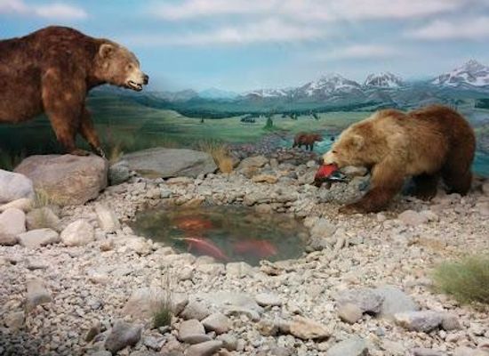 arizona/tucson/attraction/international-wildlife-museum