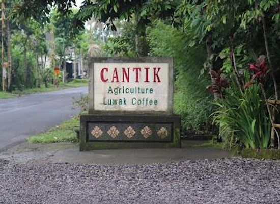 indonesia/bali/attraction/cantik-agriculture-luwak-coffee