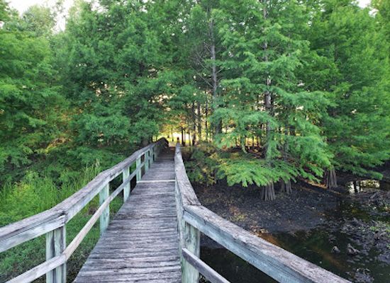 alabama/alabama-coastal-birding-trail/attraction/the-wetlands-eagle-scout-tree-birding-trail
