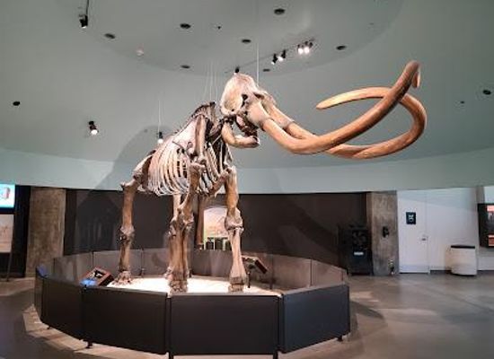california/glendale/attraction/la-brea-tar-pits-and-museum