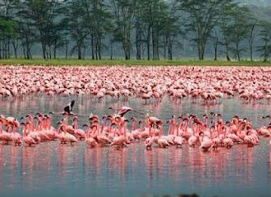 tanzania/arusha/attraction/sed-adventures-tours-and-safaris