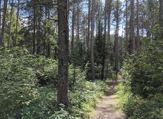 minnesota/gunflint-trail/attraction/george-washington-pines