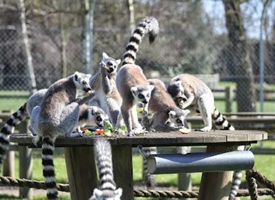 united-kingdom/norwich/attraction/africa-alive