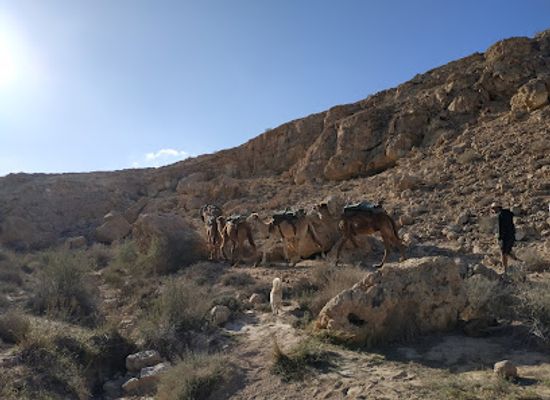 israel/negev/attraction/ben-midbar-camel-tours