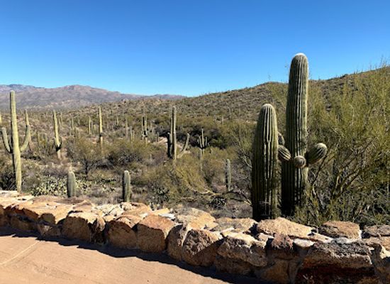 arizona/pima-county/attraction/rincon-mountain-visitor-center