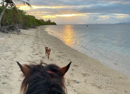 puerto-rico/vieques-island/attraction/jurutungo-farm