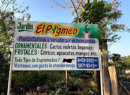 nicaragua/apoyo-lagoon/attraction/jardin-el-pigmeo
