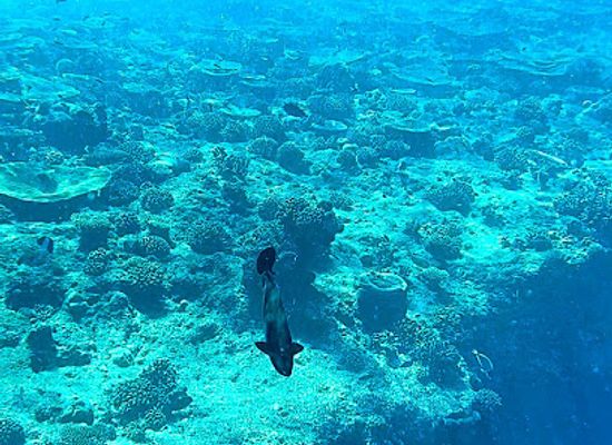 maldives/ari-atoll/attraction/khalu-ghiri