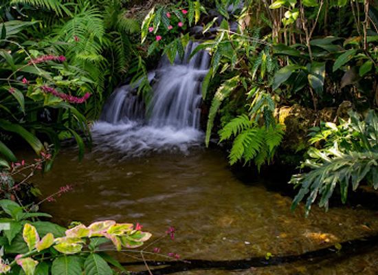florida/gainesville/attraction/butterfly-rainforest-at-the-florida-museum-of-natural-history