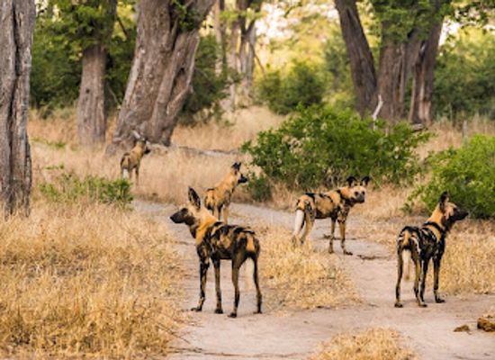 botswana/chobe-national-park/attraction/moremi-game-reserve