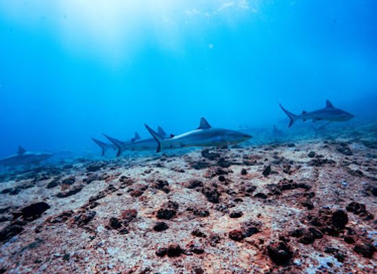 seychelles/port-glaud/attraction/udive-centre-mahe
