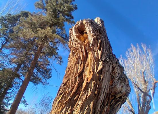 colorado/delta/attraction/ute-council-tree-trunk-monument