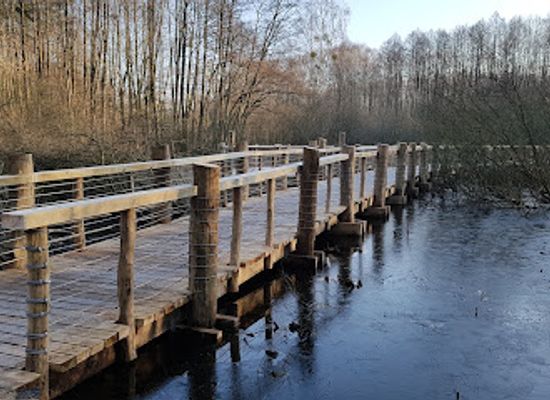 poland/kampinos-national-park/attraction/rezerwat-przyrody-losiowe-blota