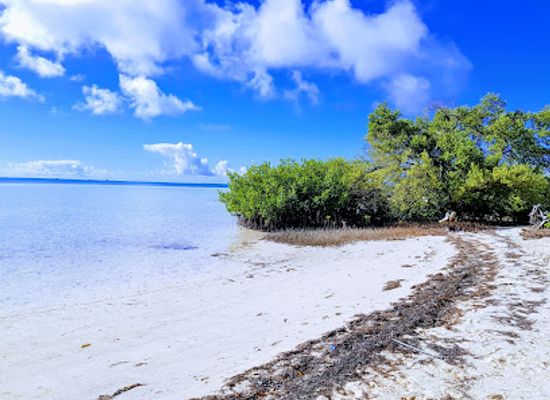 the-bahamas/bimini-islands/attraction/bimini-biological-field-station