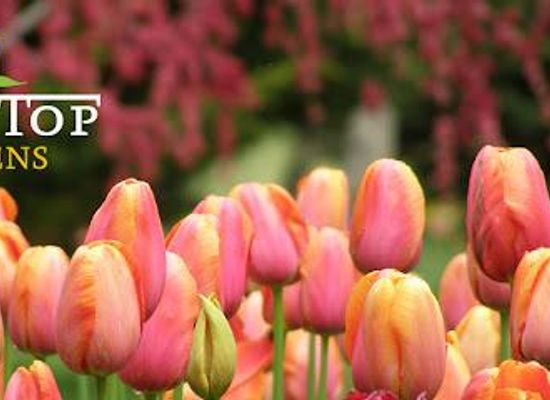 australia/australian-capital-territory/attraction/tulip-top-gardens