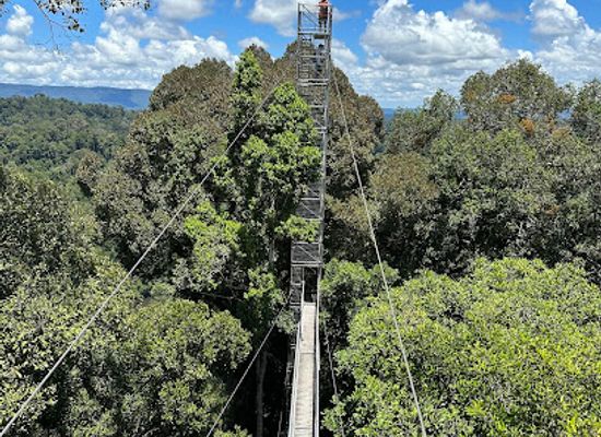 brunei/tutong-river/attraction/ulu-temburong-canopy-walk