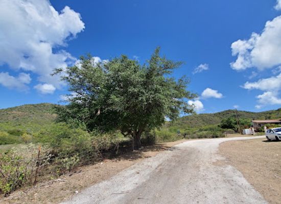 curacao/playa-kenepa/attraction/tree-of-life