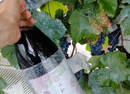 japan/mount-fuji/attraction/l-orient-shirayuri-winery