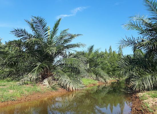 thailand/surat-thani/attraction/suan-palm-tha-thrai