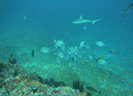 maldives/guraidhoo/attraction/kandooma-thila-dive-site
