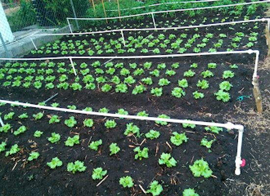 grenada/saint-david/attraction/garden-of-eden