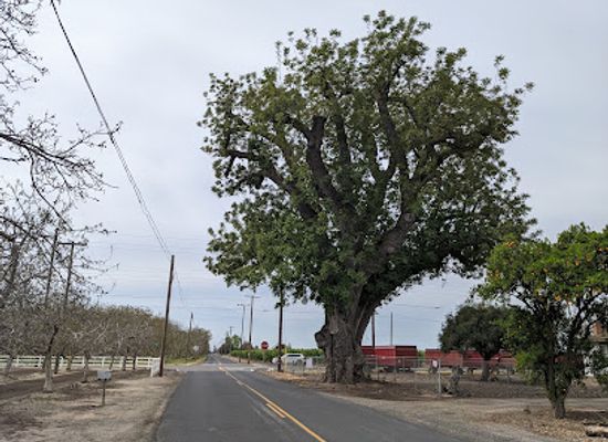 california/modesto/attraction/california-s-oldest-largest-walnut-tree