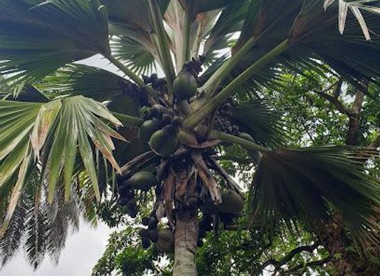 seychelles/anse-boudin/attraction/victoria-botanical-gardens