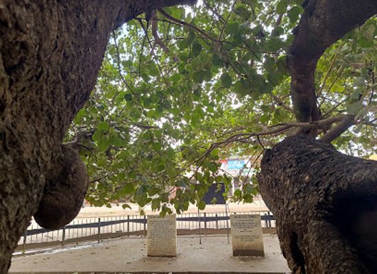 zambia/northern-province/attraction/the-big-tree-national-monument