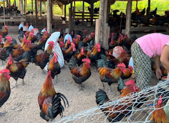 myanmar-burma/hsipaw/attraction/sin-na-ga