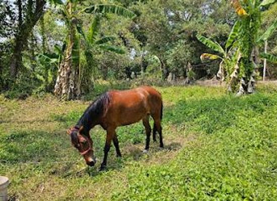 thailand/krabi/attraction/krabi-horse-riding