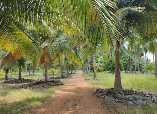 sri-lanka/batticaloa-district/attraction/coconut-cultural-park