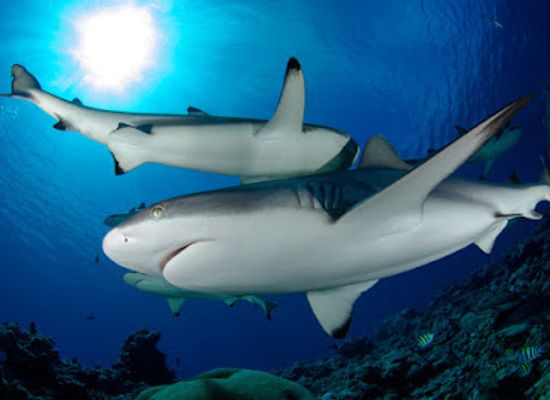 palau/ngchelobel/attraction/fish-n-fins-palau