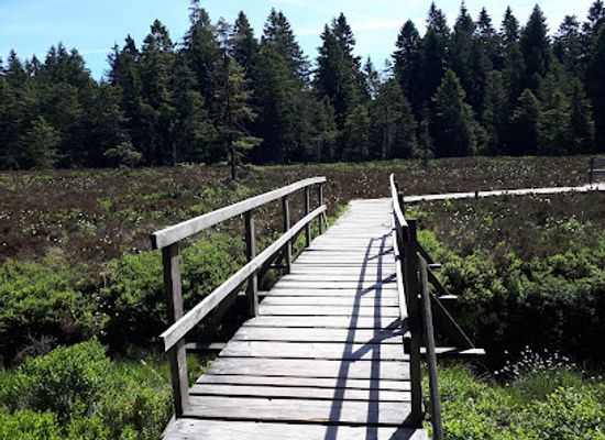 germany/thuringian-forest/attraction/schutzenbergmoor