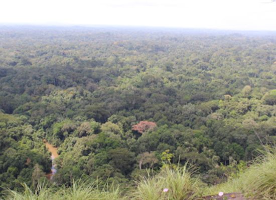 cote-d-ivoire/comoe/attraction/tai-national-park