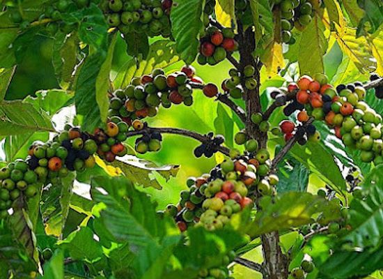 brunei/labi/attraction/labi-coffee-farm