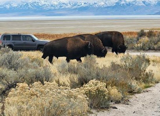 utah/salt-lake-city/attraction/antelope-island-state-park