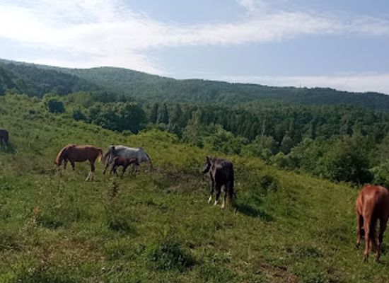 bulgaria/vitosha-mountain/attraction/konna-baza-alaya-i-meri