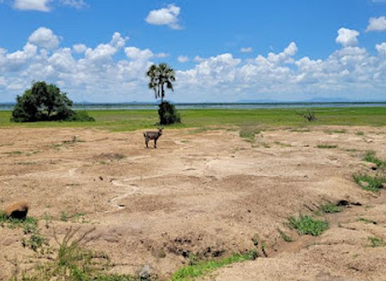 malawi/mangochi/attraction/liwonde-national-park