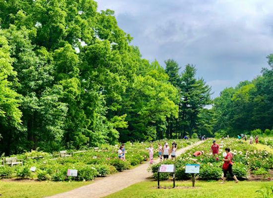 michigan/ann-arbor/attraction/university-of-michigan-nichols-arboretum