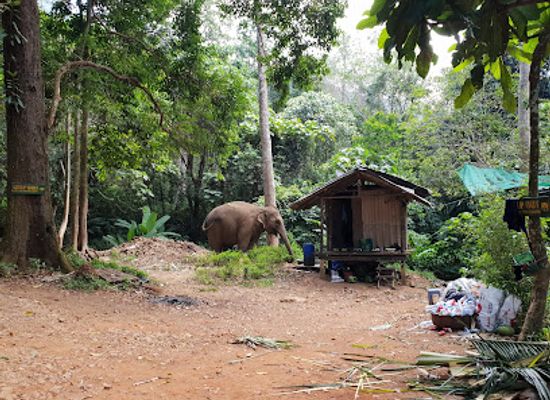 thailand/trat/attraction/ban-kwan-chang-elephant-camp