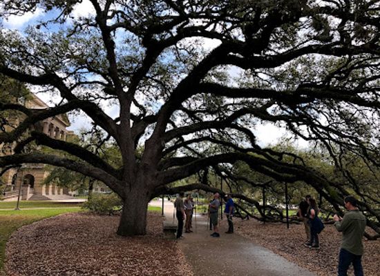 texas/college-station/attraction/century-tree