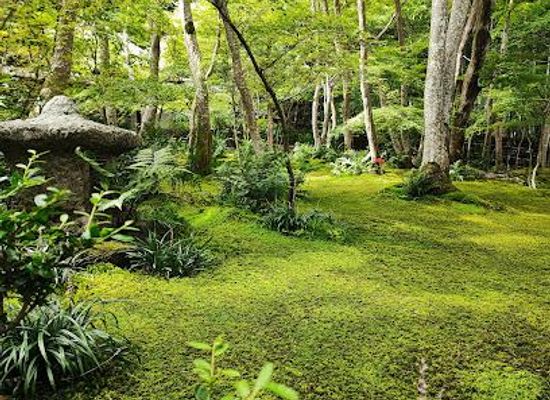 japan/kyoto/attraction/gioji