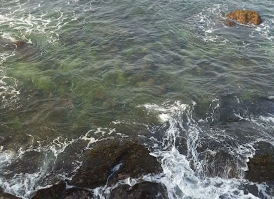 sri-lanka/galle/attraction/turtle-hotspot