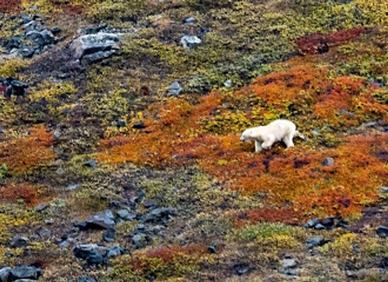 canada/newfoundland-and-labrador/attraction/torngat-mountains-national-park
