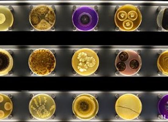 netherlands/volendam/attraction/micropia