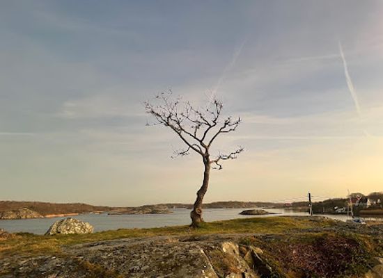 sweden/gothenburg-archipelago/attraction/branno-tradet