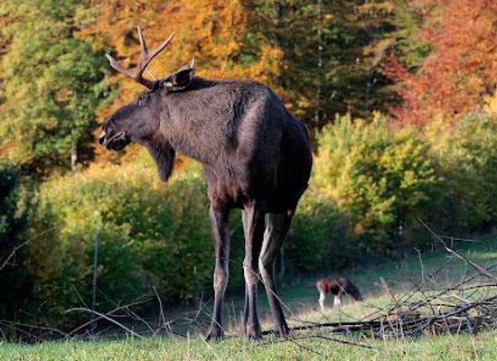 switzerland/zug/attraction/wildnispark-zurich-langenberg